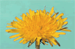 short time lapse movie loop of a yellow dandelion flower closing and going to seed